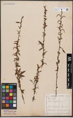 Foto von Salix babylonica L.